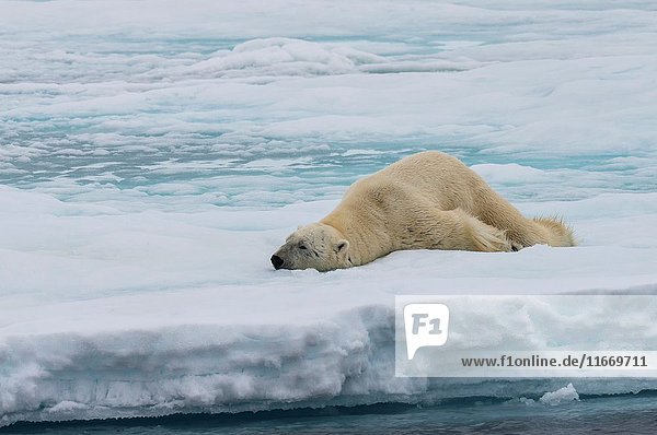 Male Polar bear (Ursus maritimus) stretching on pack ice  Svalbard Archipelago  Barents Sea  Norway  Arctic  Europe.