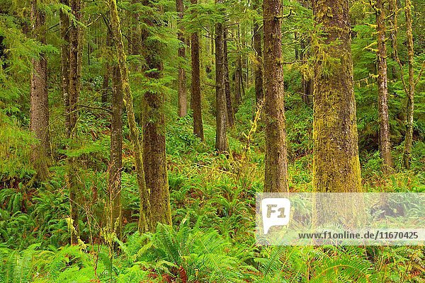 Ancient forest  Cummins Creek Wilderness  Siuslaw National Forest  Oregon.