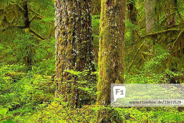 Ancient forest along Kopetski Trail  Opal Creek Scenic Recreation Area  Willamette National Forest  Oregon.