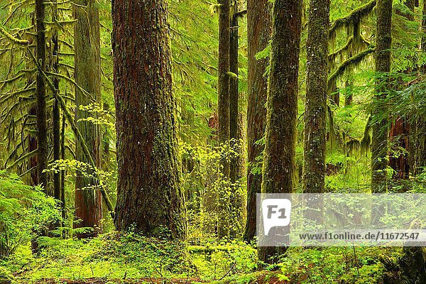 Ancient forest along Opal Creek Trail  Opal Creek Scenic Recreation Area  Willamette National Forest  Oregon.