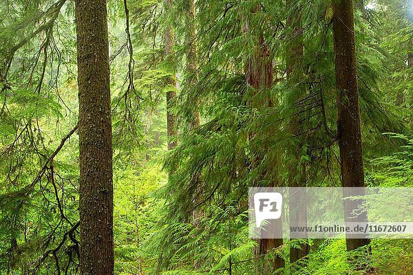 Ancient forest along Opal Creek Trail  Opal Creek Scenic Recreation Area  Willamette National Forest  Oregon.