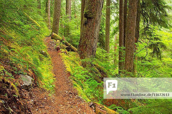 Opal Creek Trail  Opal Creek Scenic Recreation Area  Willamette National Forest  Oregon.