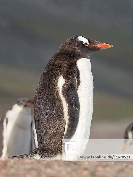 Gentoo Penguin (Pygoscelis papua)  Falkland Islands. South America  Falkland Islands  January.