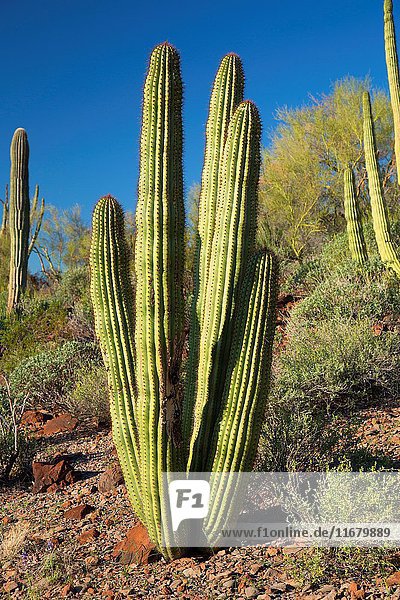 Organ Pipe Cactus Along Ajo Mountain Drive Organ Pipe Cactus National Monument Arizona
