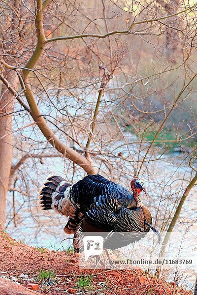 Male turkey Meleagris gallopavo forages along the Virgin River in Zion National Park Utah in spring