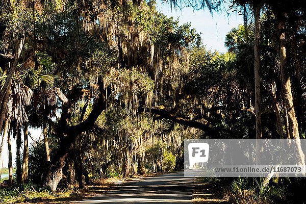 Trees filled with Spanish moss along a road in the Myakka River State Park Florida