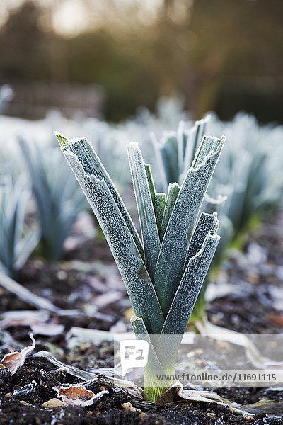 Nahaufnahme von Lauch  der im Winter im Garten von Le Manoir aux Quat'Saisons  Oxfordshire  wächst.
