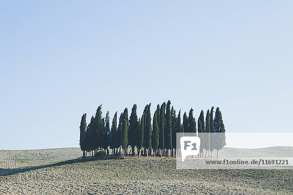 Eine toskanische Landschaft  gepflügte Felder und Blick auf eine kleine Anhöhe und einen Zypressenhain.