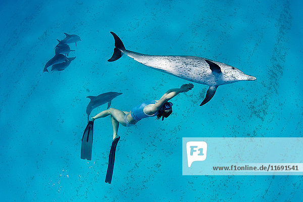 Schnorchler beim Schwimmen mit Delfinen