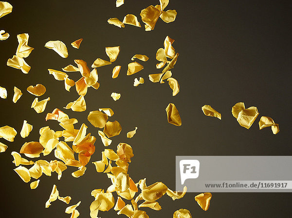 Colorful flower petals flying in air