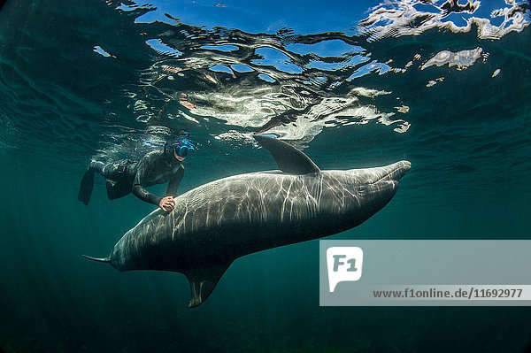 Taucher beim Schwimmen mit Delphin