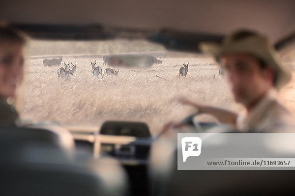 Menschen  die Wildtiere durch die Windschutzscheibe betrachten  Stellenbosch  Südafrika