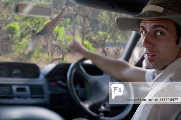 Führer  der durch die Windschutzscheibe auf Giraffen hinweist  Stellenbosch  Südafrika