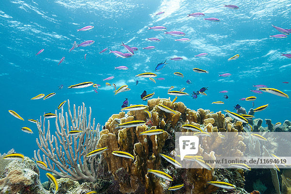 Colorful fish at tropical coral reef