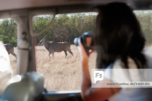 Frau fotografiert Wildtiere durch Fahrzeugfenster  Stellenbosch  Südafrika