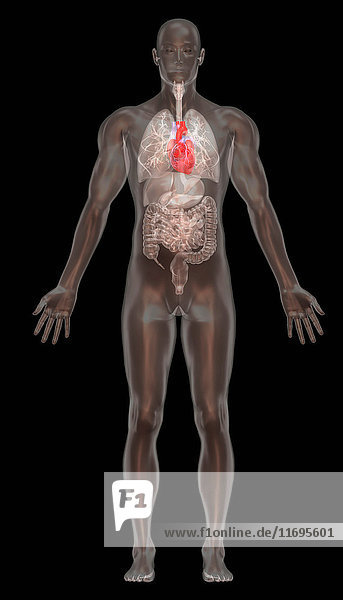 Computer graphic illustration  normal male anatomy