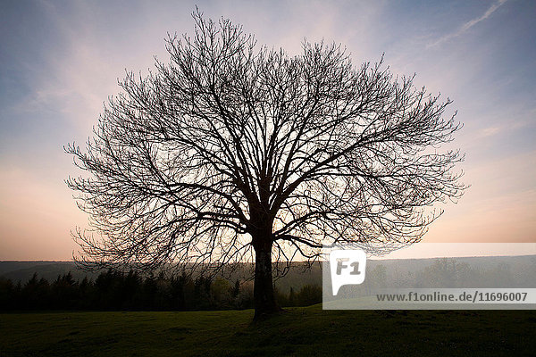 Silhouette of bare tree in field