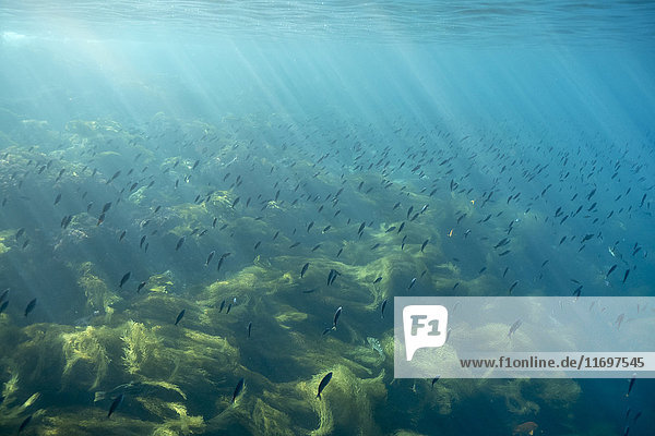 Sonnenstrahlen auf schwimmendem Fisch im Meer