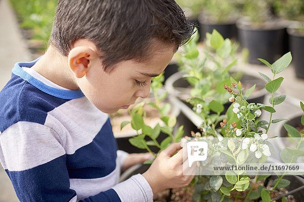 Hispanic boy in greenhouse examining plant