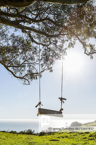 Tree swing near ocean