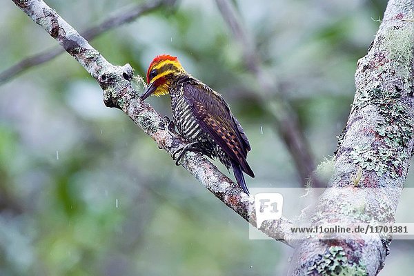 Yellow-browed Woodpecker (Piculus aurulentus)  photographed in Domingos Martins  Espírito Santo - Brazil. Atlantic Forest Biome.