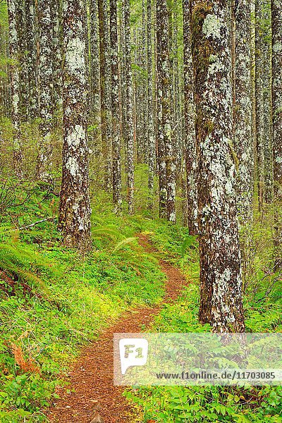 Pioneer Indian Trail  Siuslaw National Forest  Oregon.