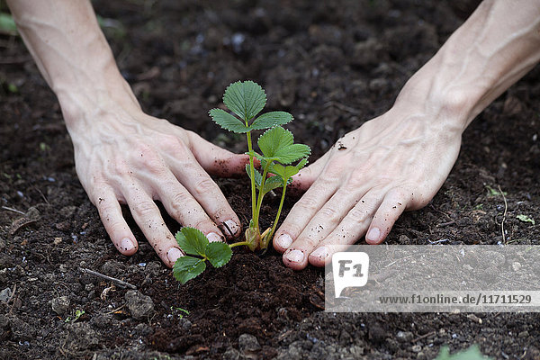 Hand planting strawberry plant in garden soil
