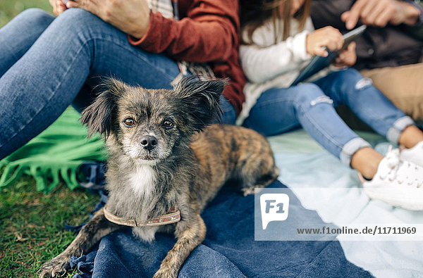 Small dog looking at camera next to family sitting on blanket outdoors