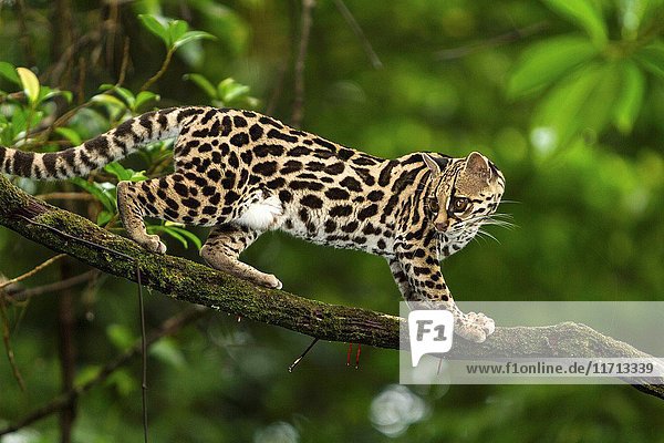 A wild Margay cat  Leopardus wiedii  in a tree near Arenal  Costa Rica. Margays are mostly nocturnal and live in the trees. They are about the size of a large house cat.