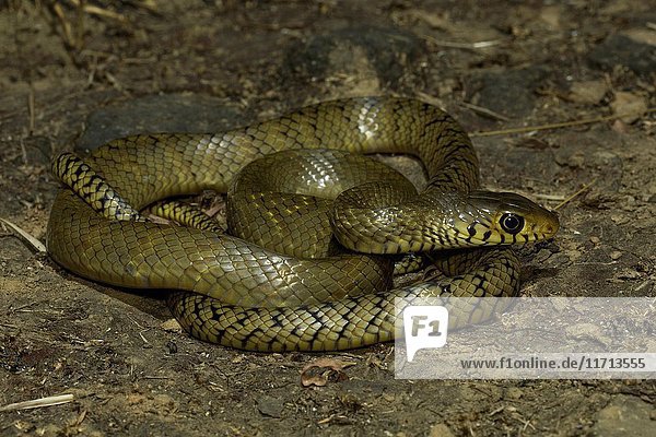 Rat snake  Ptyas mucosa   Aarey Milk Colony   INDIA. Ptyas mucosa  commonly known as the oriental ratsnake  Indian rat snake  'darash' or dhaman  is a common species of colubrid snake found in parts of South and Southeast Asia.