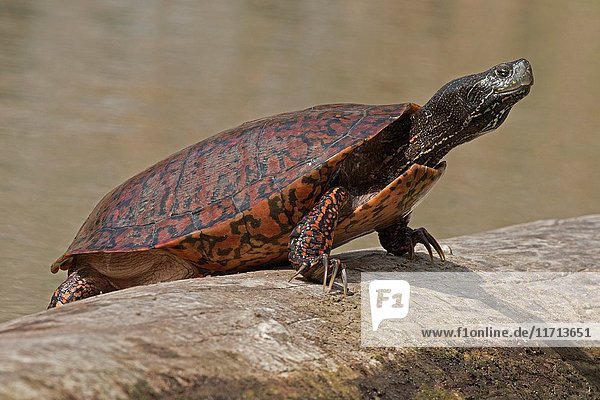 Northern red-bellied turtle (Pseudemys rubriventris)  Maryland  basking  IUCN redlist 'near threatened' species  also known as red-bellied cooter