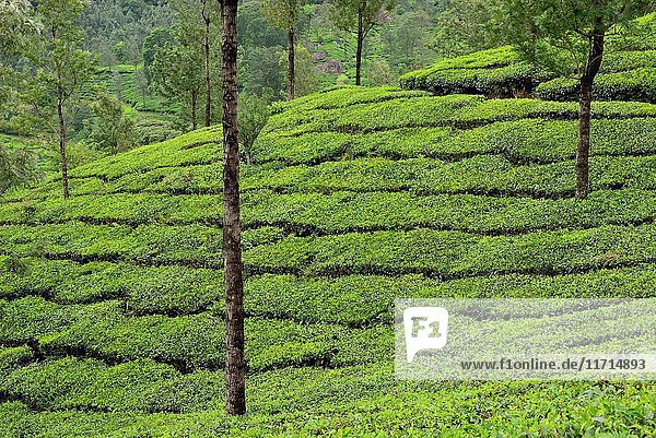 Tea plantation of Vagavurrai  Idukki province  Kerala  India