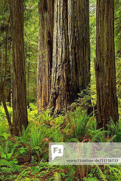 Coast redwood (Sequoia sempervirens) forest along South Fork Trail  Prairie Creek Redwoods State Park  Redwood National Park  California.