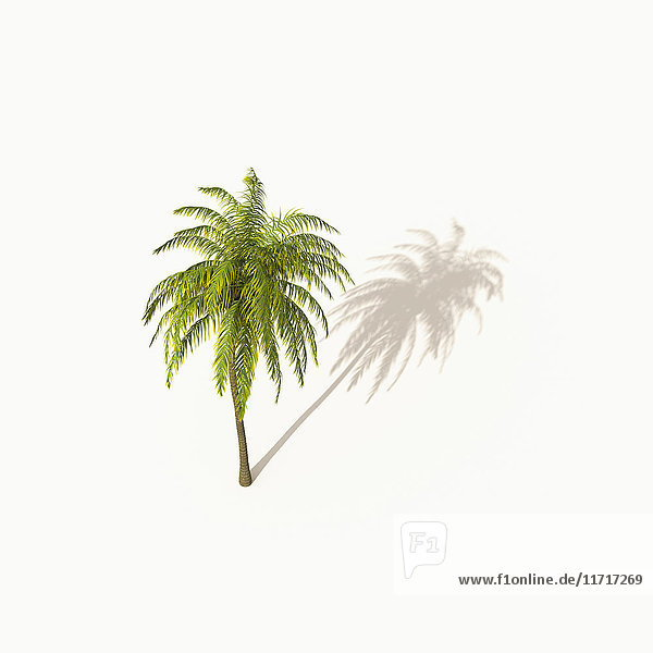 Palme mit Schatten auf weißem Hintergrund  3D Rendering