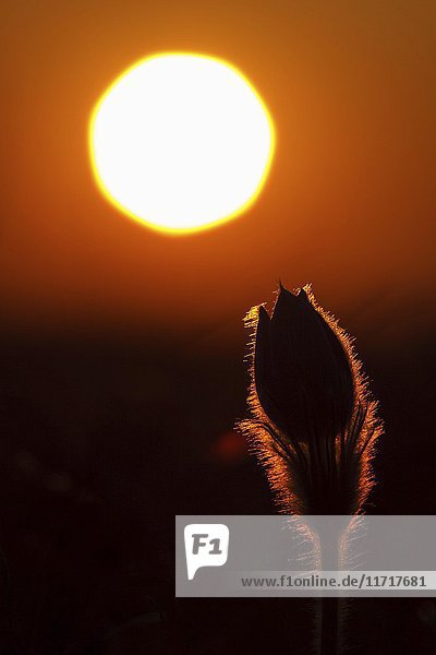 Schachbrettblume (Pulsatilla vulgaris)  Gegenlicht  Sonnenuntergang  Wiese  Hessen  Deutschland  Europa