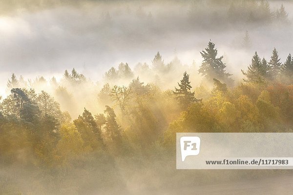 Pfälzerwald im Herbst  Sonnenstrahlen leuchten durch den Nebel  Pfalz  Rheinland-Pfalz  Deutschland  Europa