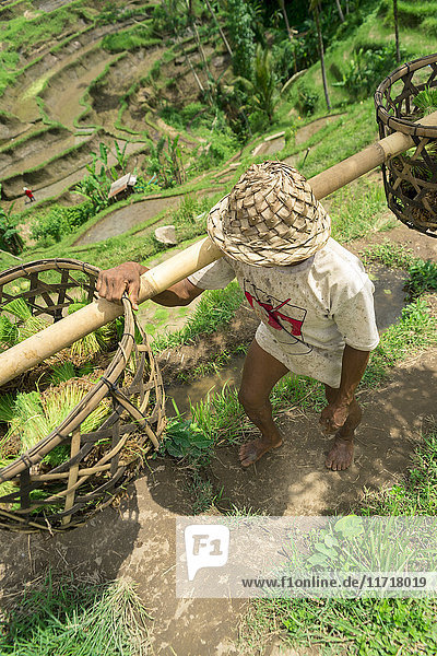'A farmer working on rice terraces near Ubud; Tegallalang Bali Island Indonesia'