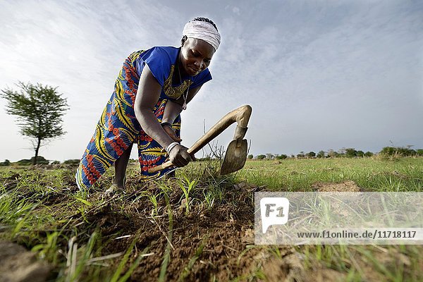 Bäuerin mit Harke jätet Unkraut auf einem Sorghum-Feld (Sorghum Bicolor) Gomponsom Provinz Passoré Region Nord Burkina Faso Afrika