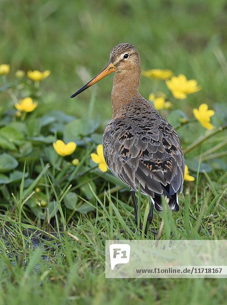 Black-tailed godwit (Limosa limosa) in wet meadow  Lake Dümmer See  Mecklenburg-Western Pomerania  Germany  Europe