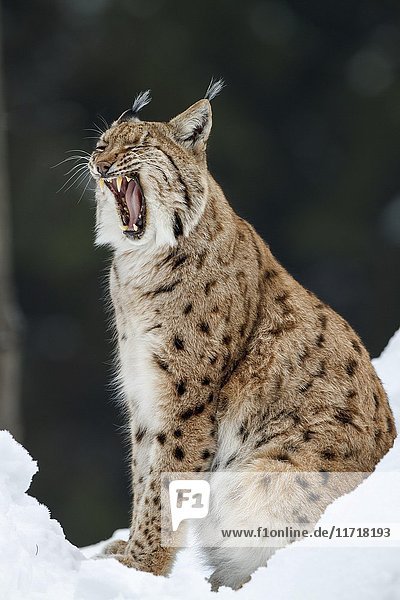 Eurasischer Luchs (Lynx lynx)  sitzend im Schnee und gähnend  Winter  Bayern  Deutschland  Europa