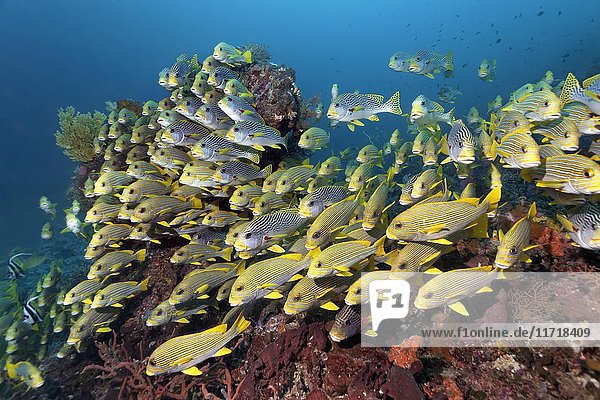 Schwarm von Gebänderten Süßlippen (Plectorhinchus polytaenia) und Diagonal gebänderten Süßlippen (Plectorhinchus lineatus) schwimmend über Korallenriff  Raja Ampat  Papua Barat  West Papua  Pazifik  Indonesien  Asien