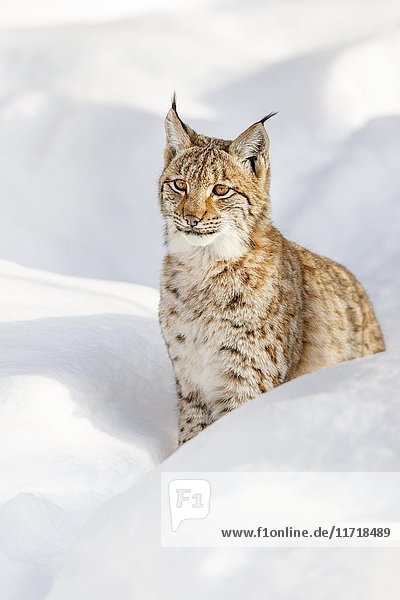 Eurasischer Luchs (Lynx lynx) im Schnee sitzend  Bayern  Deutschland  Europa