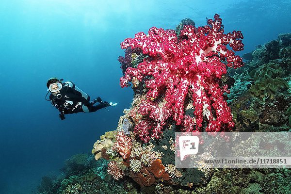 Diver looking at very large red soft coral (Dendronephthya sp.)  Raja Ampat  Papua Barat  West Papua  Pacific  Indonesia  Asia