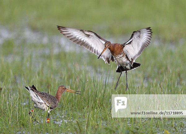 Fighting black-tailed godwits (Limosa limosa) in meadow  Dümmer-See  Mecklenburg-Western Pomerania  Germany  Europe