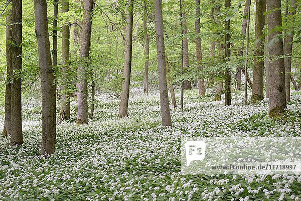 Blühender Bärlauch (Allium ursinum)  Laubwald im Frühling  Nordrhein-Westfalen  Deutschland  Europa