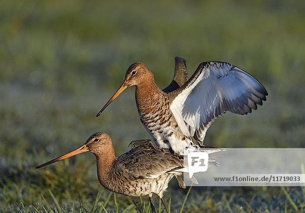 Animal pair black-tailed godwits (Limosa limosa) mating  meadow  Lake Dümmer See  Mecklenburg-Western Pomerania  Germany  Europe