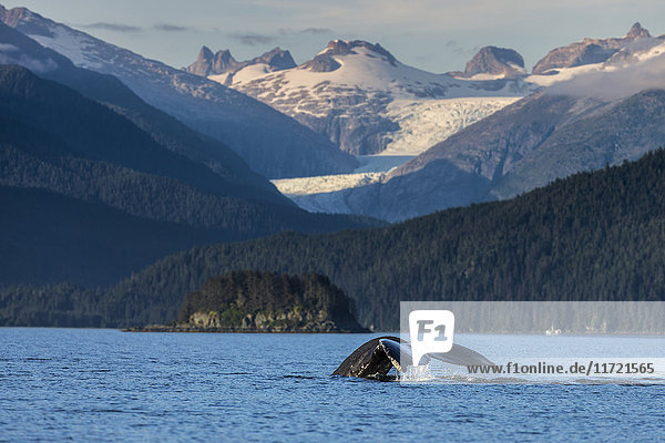 Buckelwal an der Oberfläche in den Küstengewässern der Inside Passage  Südost-Alaska  USA