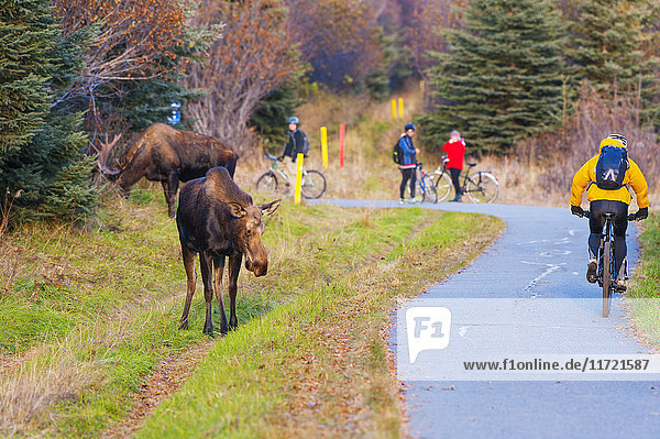 Ein Radfahrer fährt während der Brunftzeit im Herbst an einem Elchbullen und einer Elchkuh vorbei  Kincaid Park  Anchorage  Southcentra Alaska  USA