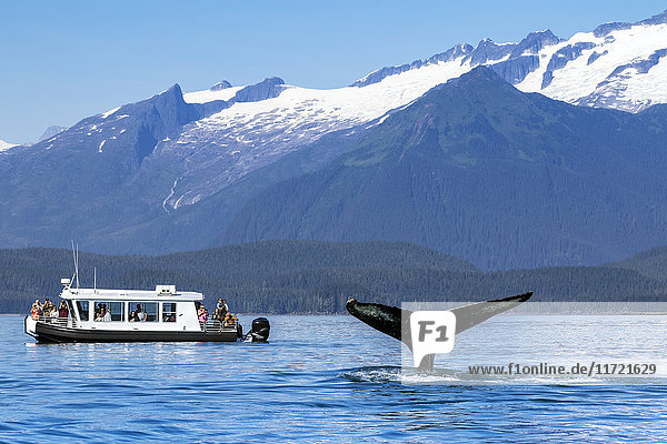 Touristen auf einem Ausflugsboot beobachten den Tauchgang eines Buckelwals  Favorite Passage  Südost-Alaska  USA