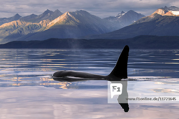Ein Orca-Wal (Schwertwal) (Orcinus orca) taucht in der Nähe von Juneau im Lynn Canal  Inside Passage; Alaska  Vereinigte Staaten von Amerika'.